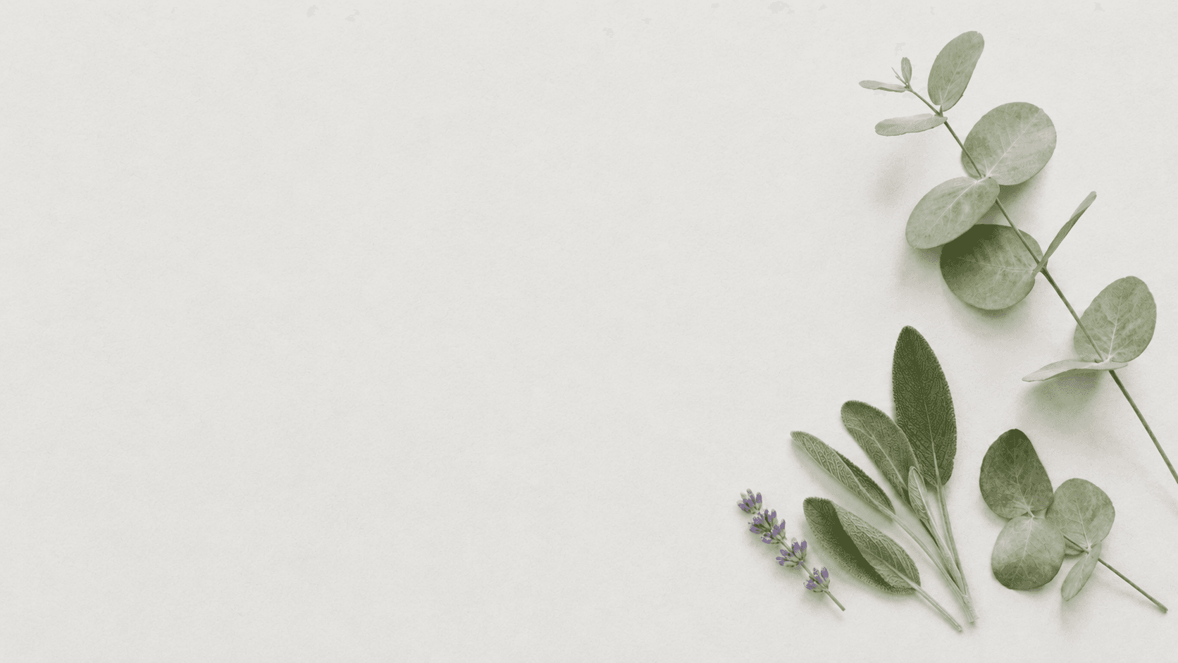 Ramas de eucalipto, hojas de salvia y lavanda sobre un fondo gris claro minimalista.